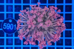 Goniopora
