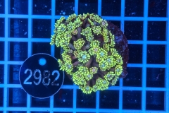 Goniopora
