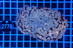Alveopora 