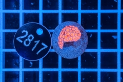 Goniopora