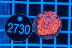 Goniopora