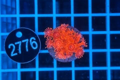 Goniopora