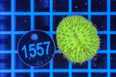 Fungia