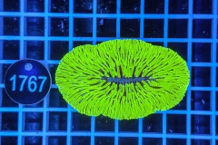 Fungia