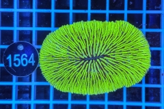 Fungia