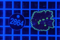 Fungia