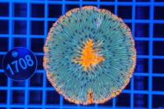 Fungia