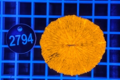 Fungia