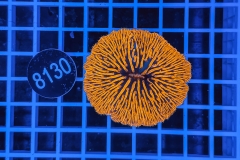 Fungia