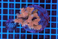 Acropora Indo Maricultured