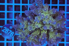 Acropora Indo Maricultured