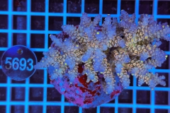 Acropora Indo Maricultured