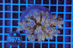 Acropora Indo Maricultured