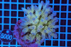 Acropora Indo Maricultured