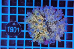 Acropora Indo Maricultured