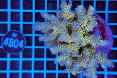 Acropora Indo Maricultured