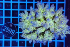 Acropora Indo Maricultured