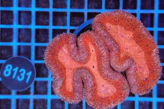 Lobophyllia sp.