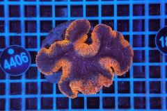 Lobophyllia sp.