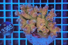 Acropora Indo Maricultured