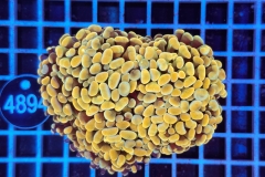 Euphyllia Paraancora Golden Nugget