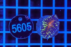 Lobophyllia