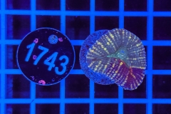 Lobophyllia