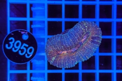 Lobophyllia