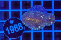 Lobophyllia