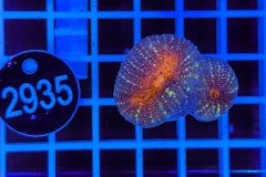 Lobophyllia