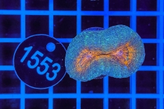 Lobophyllia