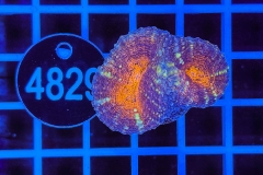 Lobophyllia