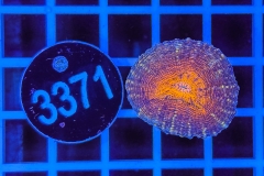Lobophyllia
