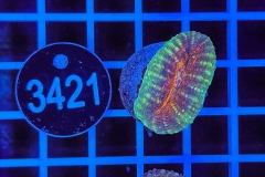 Lobophyllia