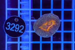 Lobophyllia