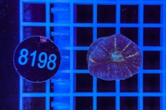 Lobophyllia
