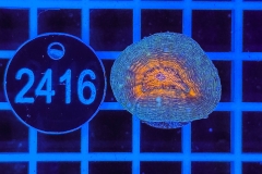 Lobophyllia