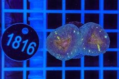 Lobophyllia