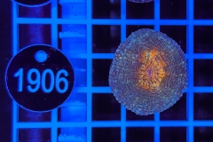 Lobophyllia