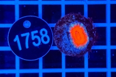 Acanthastrea lordhowensis