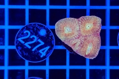 Goniastrea