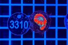 Acanthastrea lordhowensis