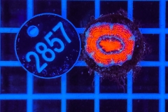 Acanthastrea lordhowensis