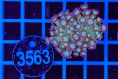 Goniopora