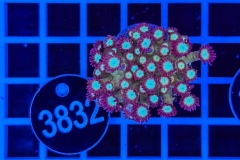 Goniopora