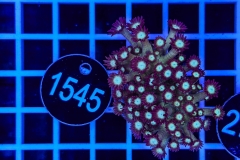 Goniopora
