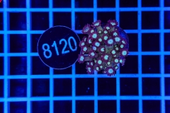 Goniopora