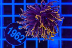 Euphyllia glabrescens