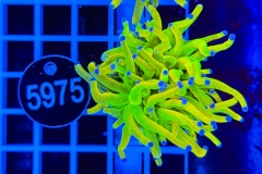 Euphyllia glabrescens Holy Grail