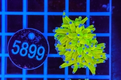Euphyllia glabrescens Holy Grail